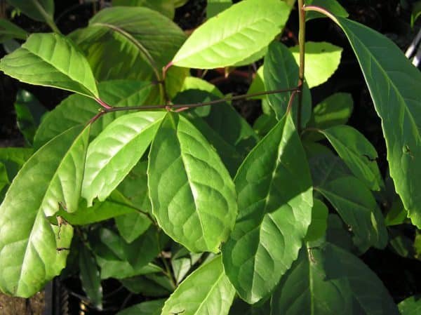 Yerba mate leaves