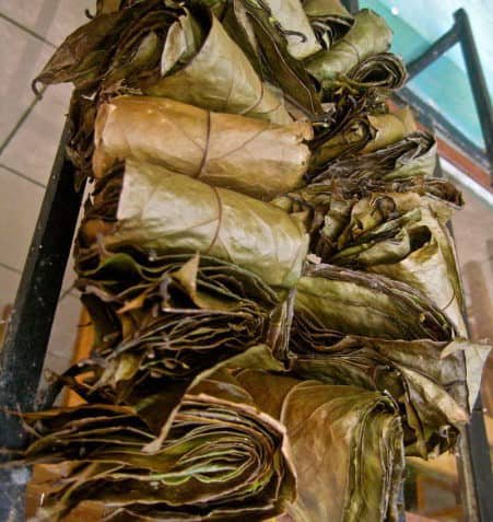 Dried bundles of leaves of Ilex guayusa