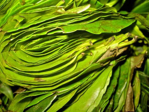 Guayusa Tea Loose Leaf: Picked leaves of Ilex guayusa