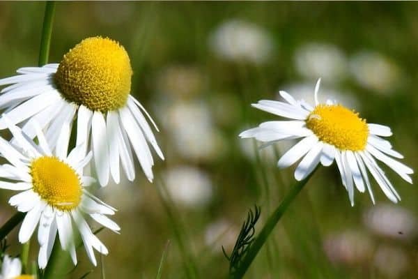 Matricaria chamomilla