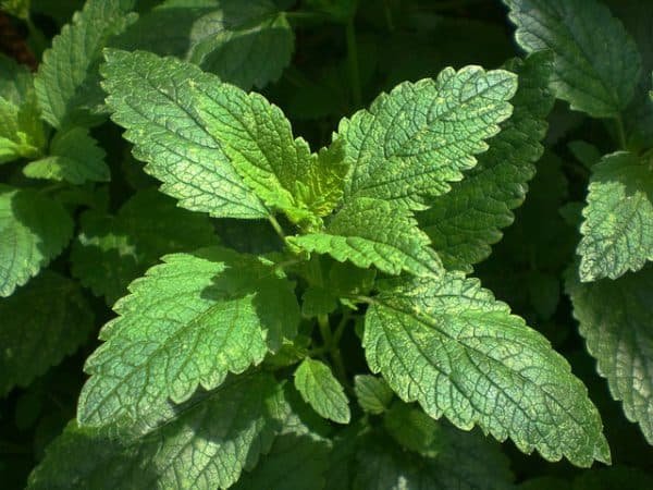 Best tea for Relaxing: Lemon Balm