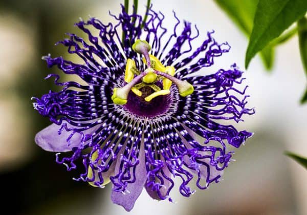 Purple passionflower