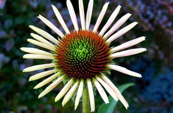 Echinacea tea is one of the healthiest