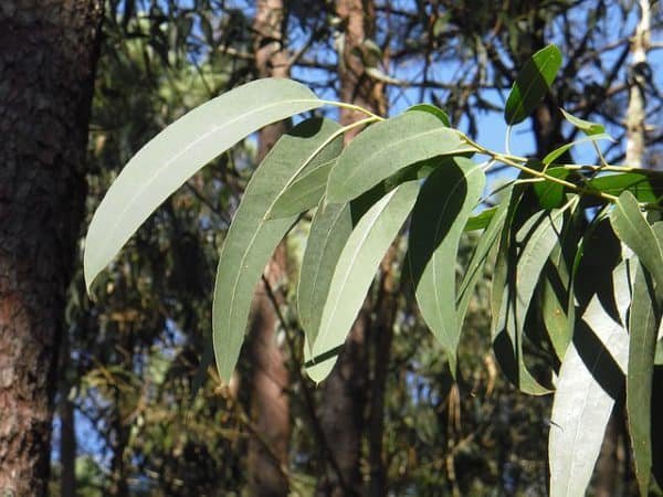 Best herbal teas for allergies: eucalyptus
