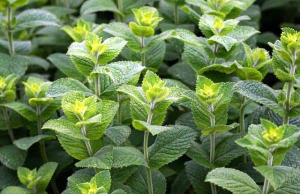 Peppermint tea health benefits: fresh peppermint