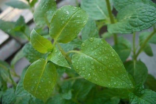 wild mint mentha arvensis