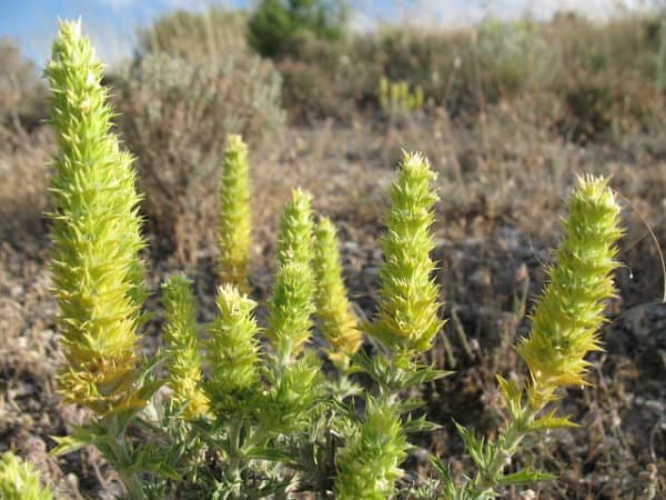 Wild Sideritis Plant