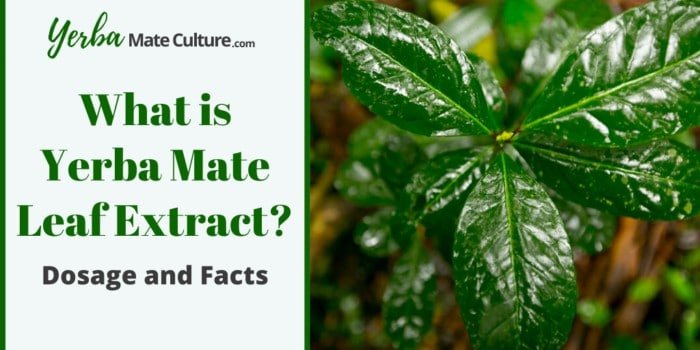 What is Yerba Mate Leaf Extract