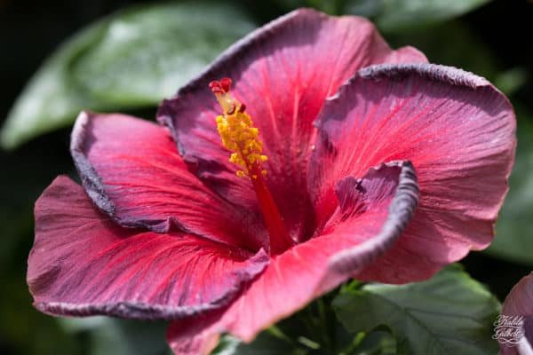 Hibiscus flower