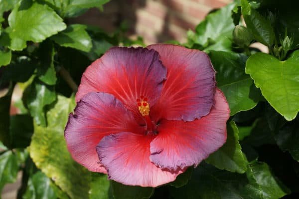 hibiscus flower