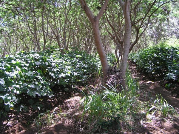 Kava trees