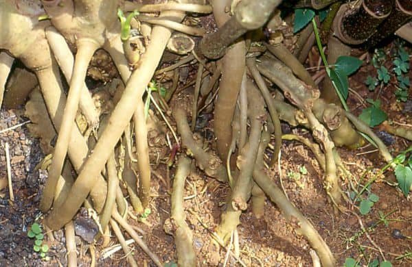 Kava roots