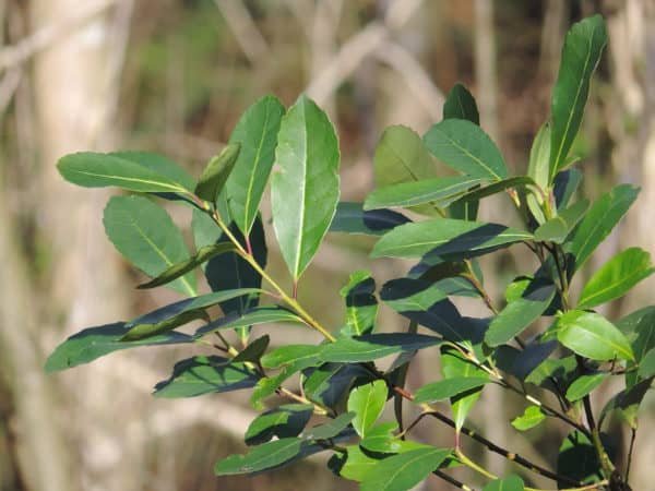 Yerba mate tree branch