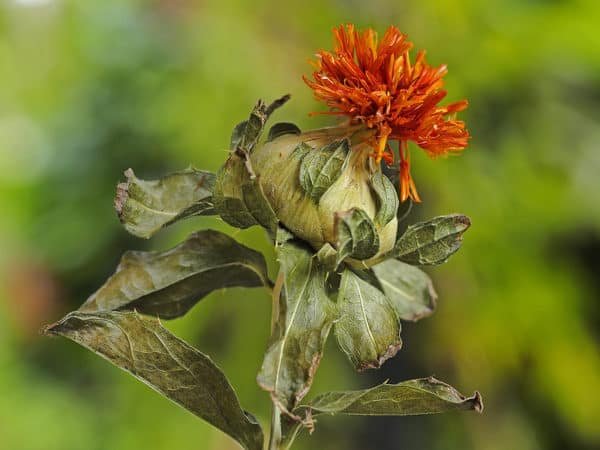 Safflower