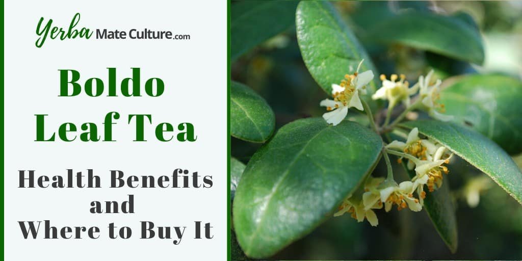 Boldo Leaf Tea Health Benefits