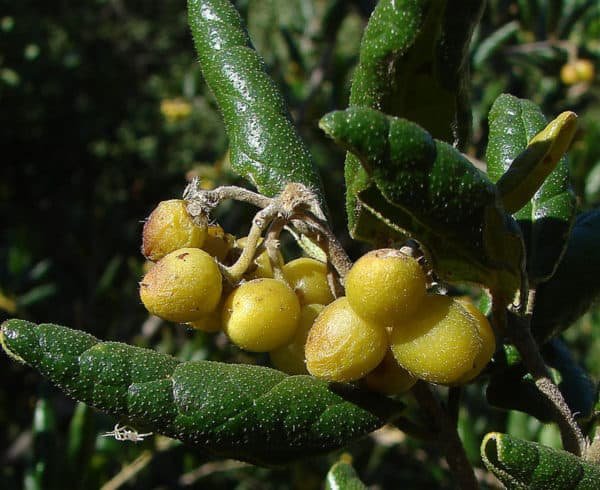 boldo fruits