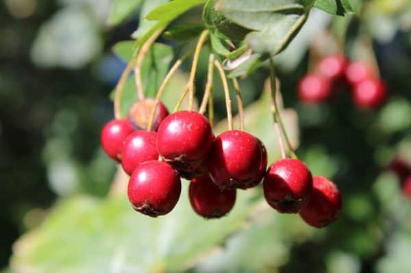 Hawthorn berries