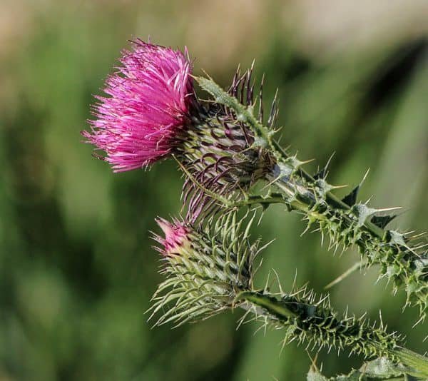 milk thistle