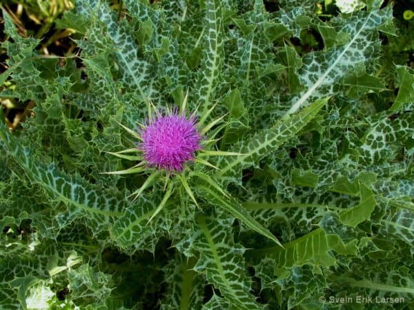 milk thistle with leaves