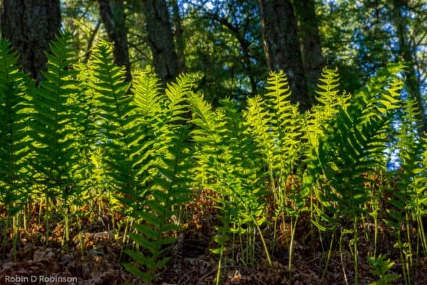 Wild licorice plant