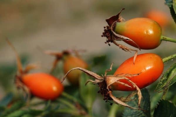 rose hips