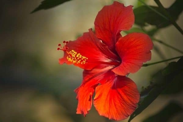 hibiscus flower