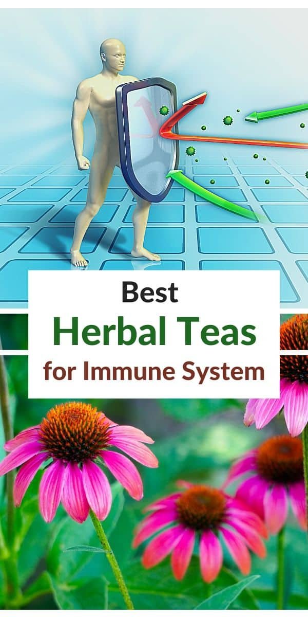 Best herbal teas for immune system