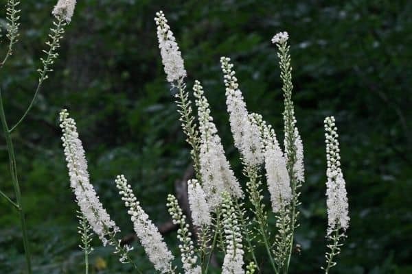 black cohosh