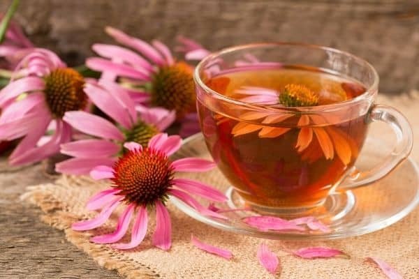 echinacea tea