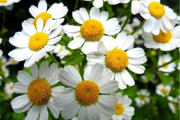 feverfew