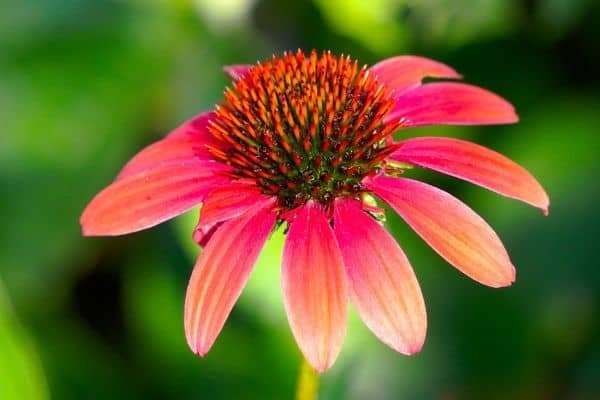 purple echinacea flower