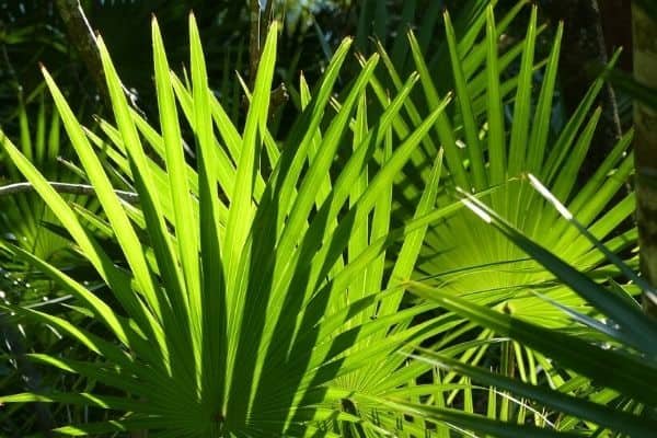 saw palmetto