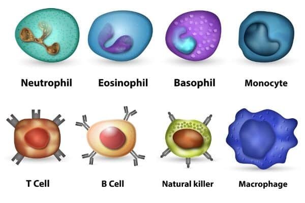 white blood cell types