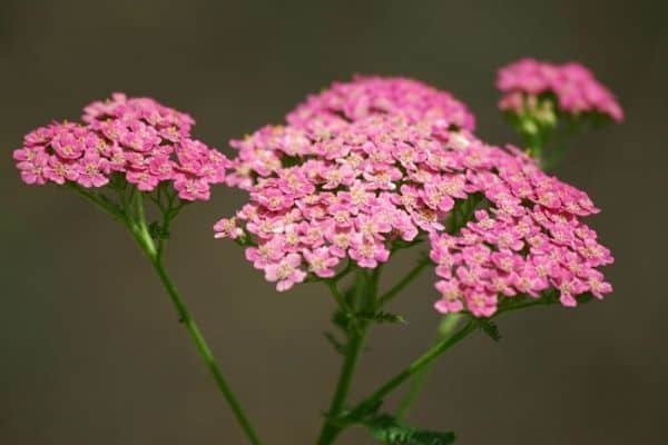 pink yarrow