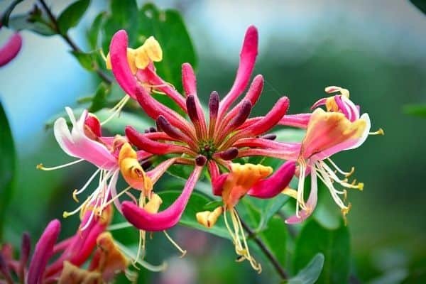 Honeysuckle blossom