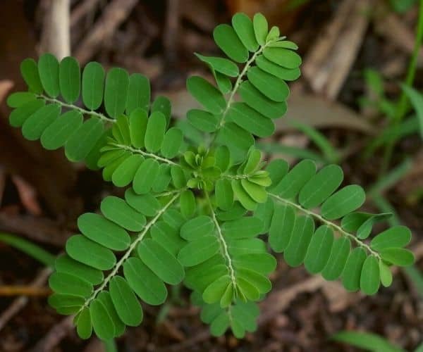 Phyllanthus amarus