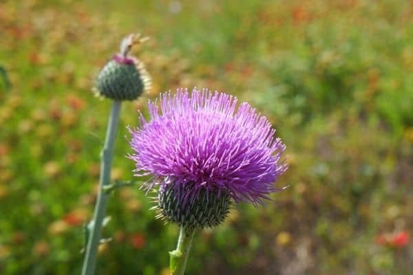 Purple Milk Thistle