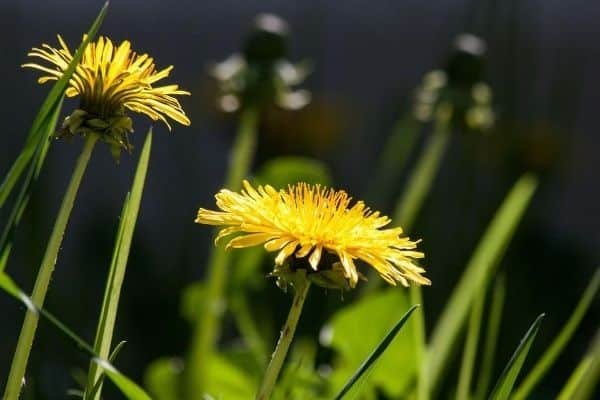 dandelions