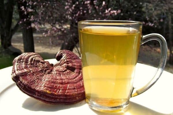 reishi tea