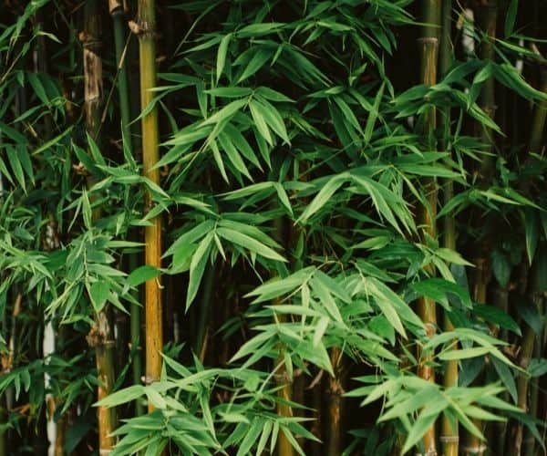 bamboo forest