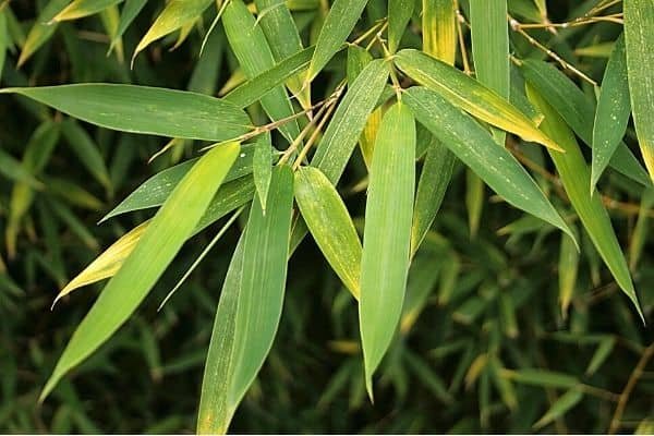 bamboo leaves