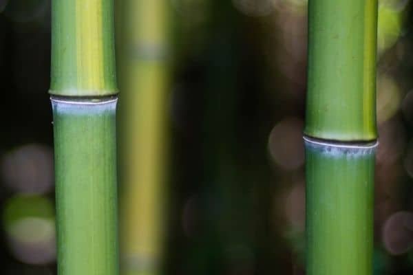 bamboo stems