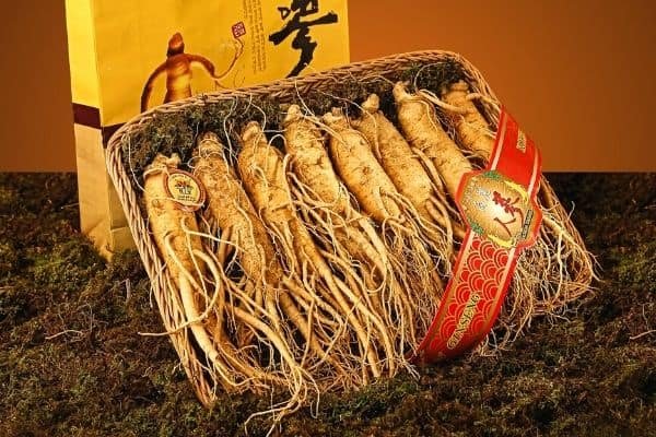 Chinese ginseng root