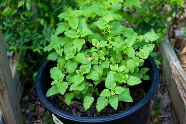 lemon balm plant