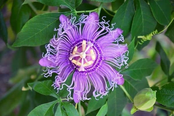 passion flower