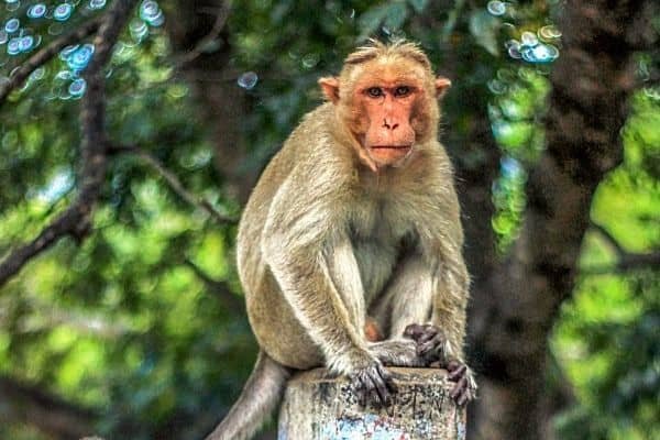 rhesus monkey