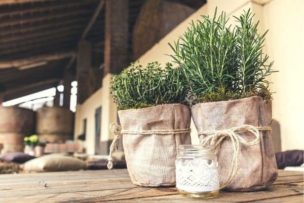 rosemary plants in bags