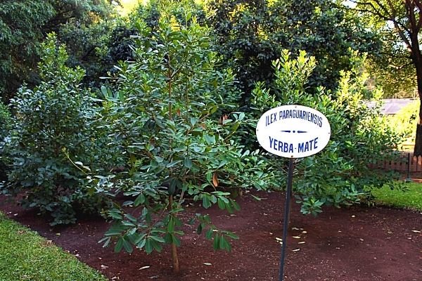 yerba mate trees