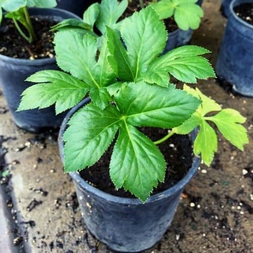 Angelica keiskei ashitaba plant in a pot