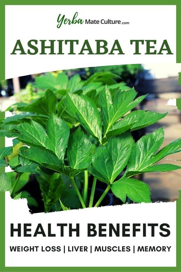 ashitaba benefits